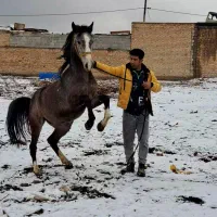 کره ماده