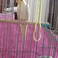 عروس هلندی با تخم