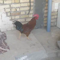 خروس