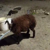 بره ماده افشار