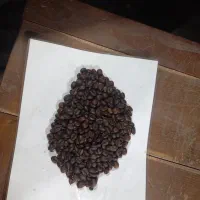 رست وفرآوری دان قهوه خریدمستقیم ازکارخانه