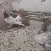 سار سرور