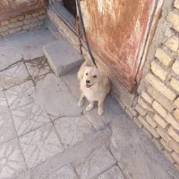 سگ پاپی