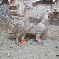 جوجه سار شکلاتی و جوجه طوقی