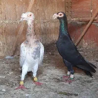 کبوتر سار