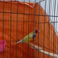 اسباب  بازی پرنده فنچ