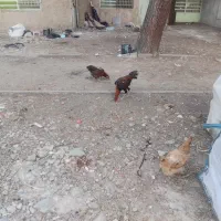 ۳عدد مرغ ویک خروس لاری
