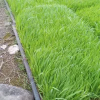 توم درجه یک شیرودی زیر قیمت گلخانه