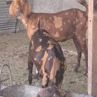 بز تکاوری