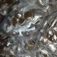 گونجک بنه
