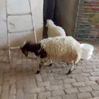 بره