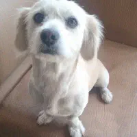سگ نژاد دار