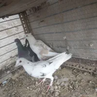المانی فروشی