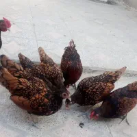 مرغ سیبرایت