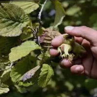 فروش ویژه. ۲ عدد باغ فندوق   دیلمان اسپیلی