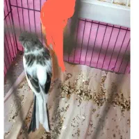 قناری ماده ابلغ میخام