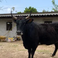 گاو استاندار‌د ۹ماه شکم