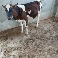 گوساله ماده