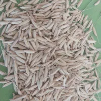 تخم جو هاشمی (بذر)