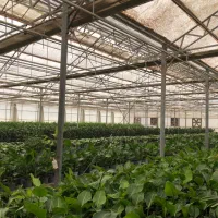 استخدام کارگر جهت کار در گلخانه گل و گیاه