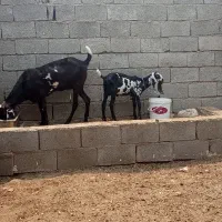باسلام بز با کهره نر اصل پنجاب