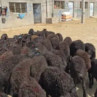تعداد 42راس بره نر لاغر