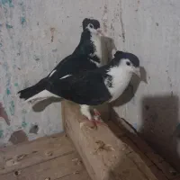 کفتر ساده کاکلی خال کاکلی دوکت کاکلی