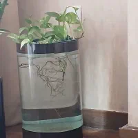 تنگ شیشه ای