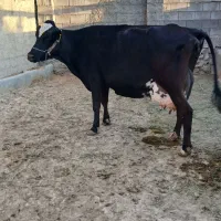 گاو شیری باگوساله