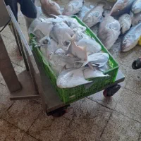 ماهی و میگو جنوب هرمزگان/میناب صید