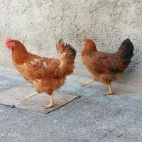 مرغ تخم گذار