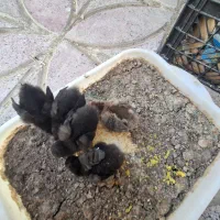 فروش پنج عدد جوجه مرغ روزه و یک عدد مرغ در پلدختر