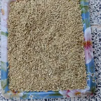 جو محلی قدح پایین