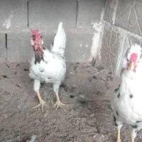 خروس گلین ۳ونیم ماهه