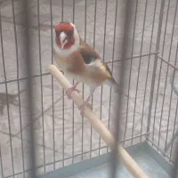 سهره  مست مست