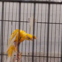 قناری جیبر ماده