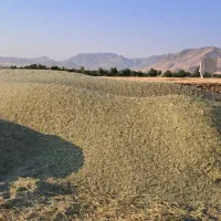 شبدر|عمده‌فروشی|کلیائی, |دیوار