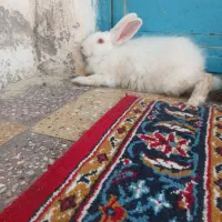 خرگوش|موش و خرگوش|اهواز, سخیریه|دیوار