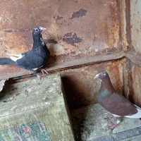سوراخ کفتری اهنی
