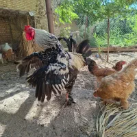 خروس دورگه لاری برهما و خروس ایام سمانی