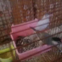 جفت فنچ نرگسی