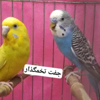 مرغ عشق