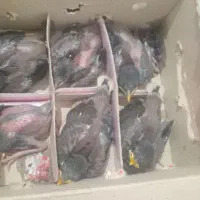 جوجه مینا دانه ای ۳۵۰