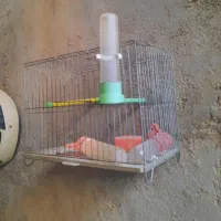 فروش قفس