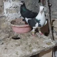 کبوتر آلماتی تکپر