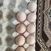 تخم مرغ لاری