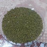 فروش ماش محلی