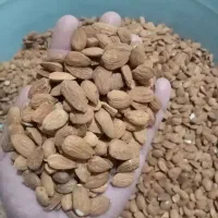 مغز بادام شیرین