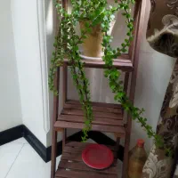 گل قاشقی ،اشک تمساح شاداب، بنفشه و کراسولا خرفه