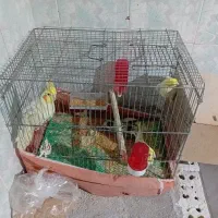 عروس هلندی